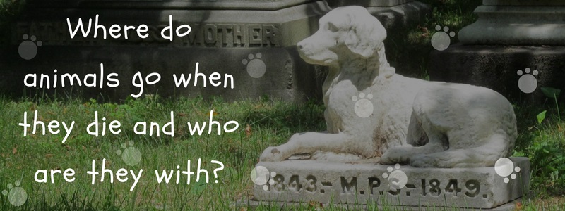 Where do animals go when they die and who are they with-